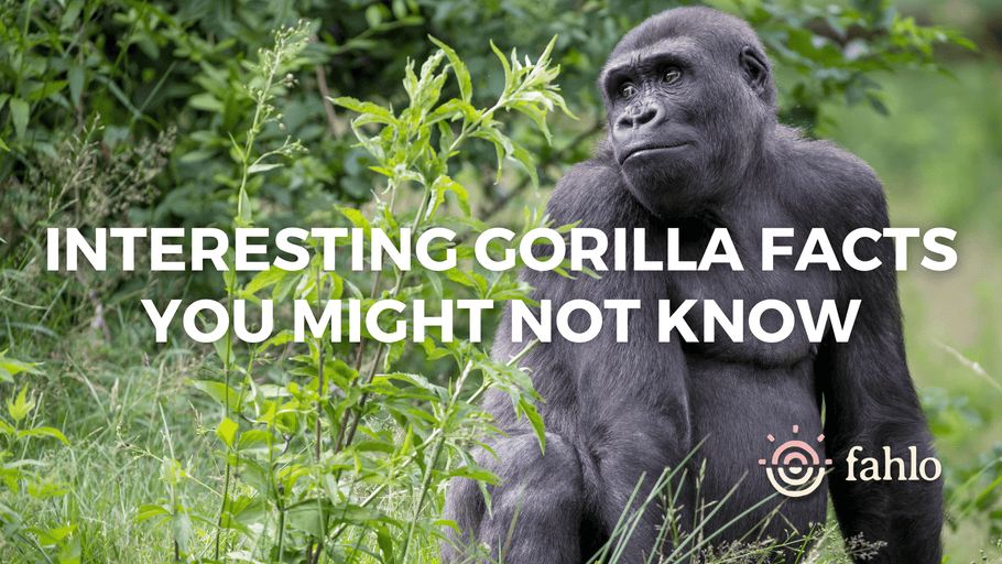 11 Interesting Gorilla Facts You Might Not Know