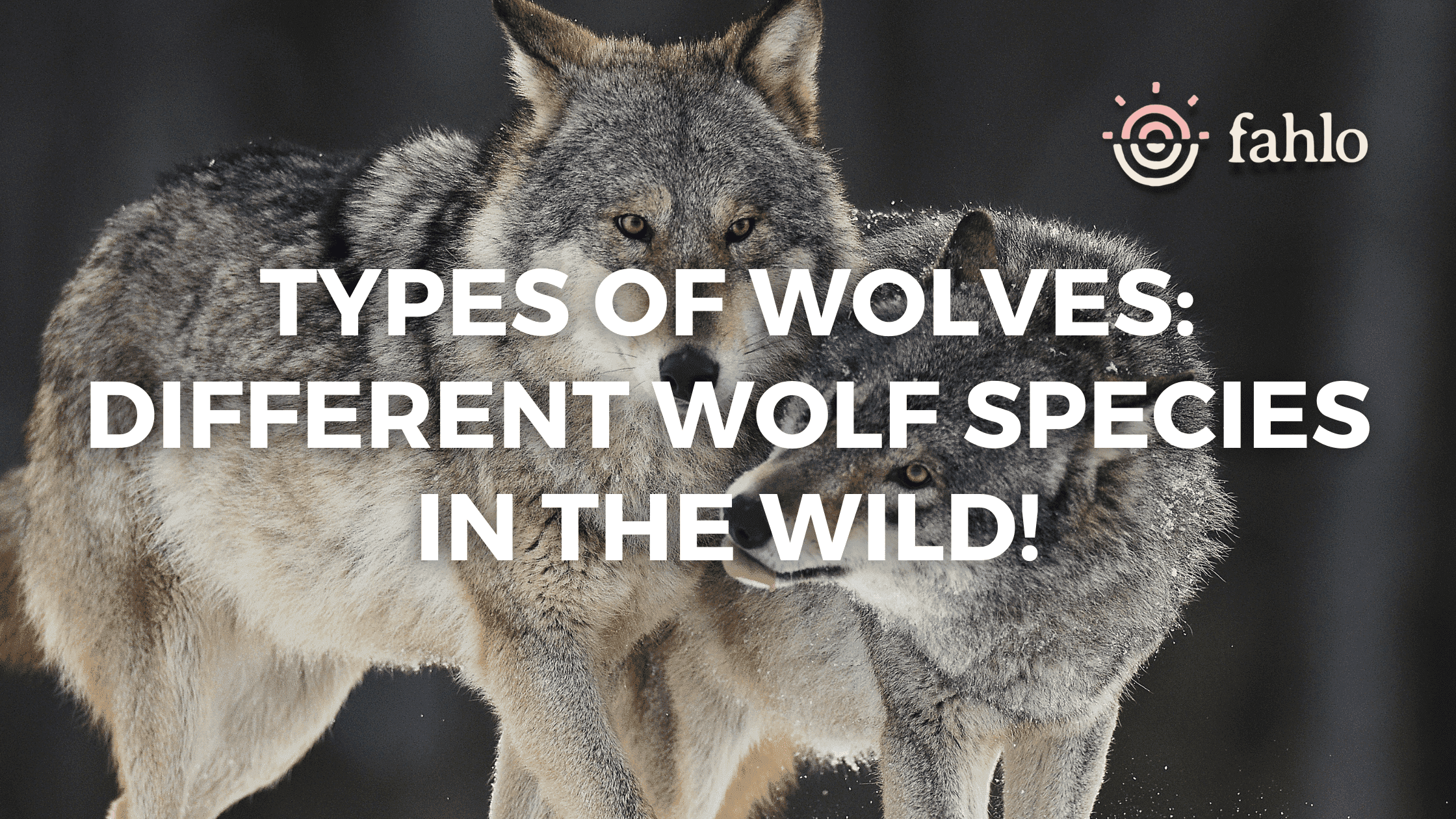 3 Types of Wolves: Different Wolf Species in the Wild! | Fahlo