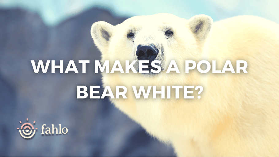 What Makes A Polar Bear White? Exposing The White Fur Mystery