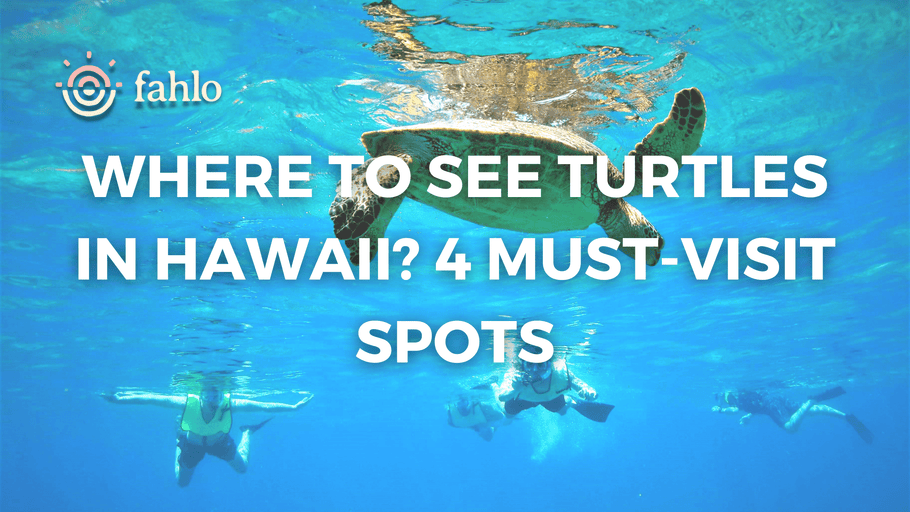 Where To See Turtles In Hawaii? 4 Must-Visit Spots