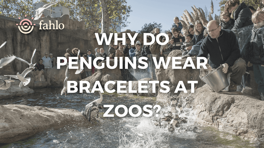 Why Do Penguins Wear Bracelets at Zoos?