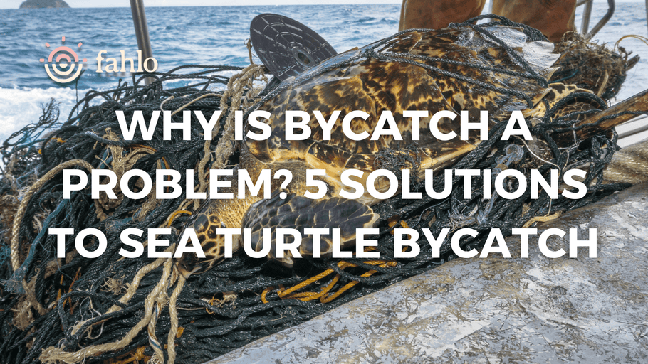 Why Is Bycatch A Problem? 5 Solutions To Sea Turtle Bycatch