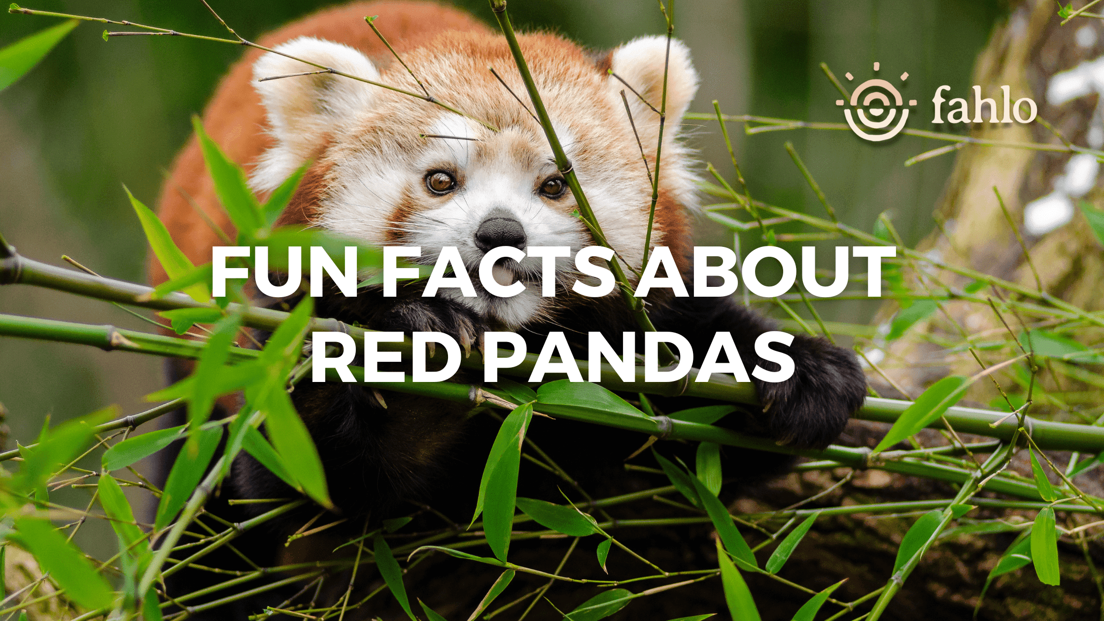 9 Fun Facts About Red Pandas You'll Find Really Interesting | Fahlo