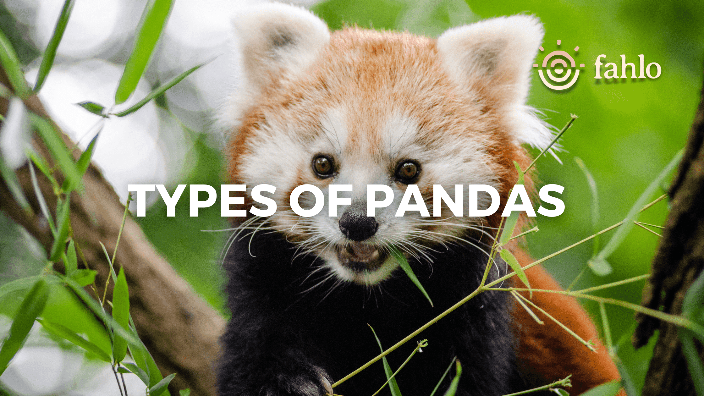 Types of Pandas: Exploring Different Panda Species – Fahlo