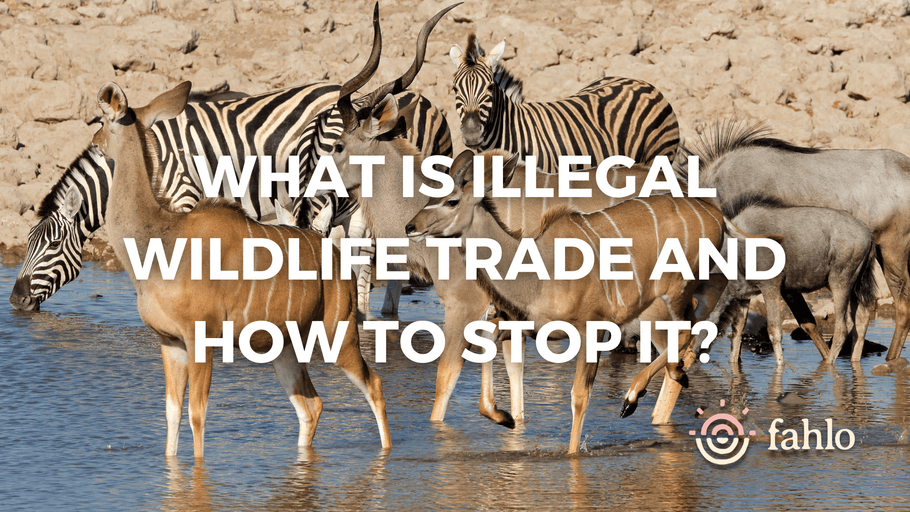 What Is Illegal Wildlife Trade And How To Stop It?