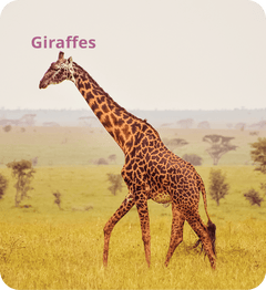 Save the Giraffes