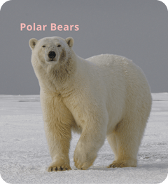 Save the Polar Bears