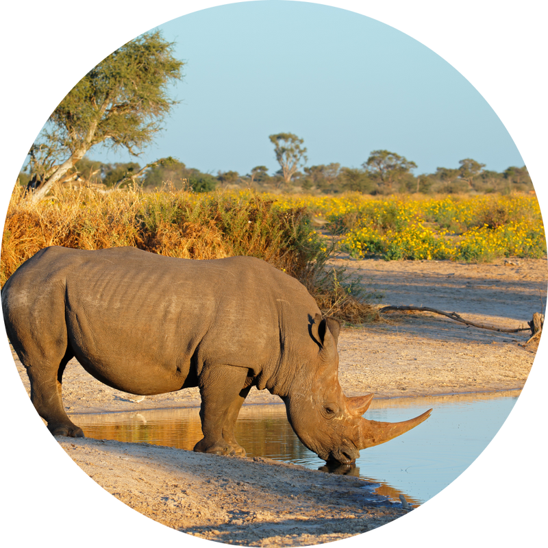 detail caption image two