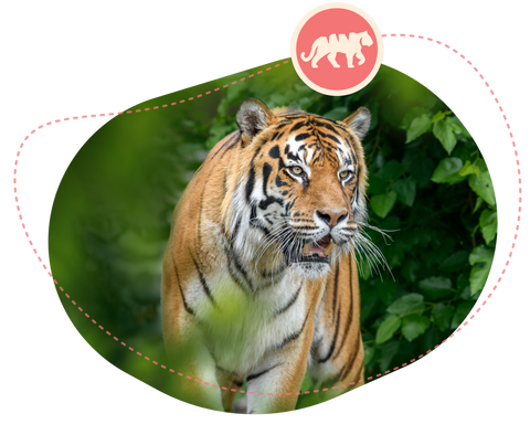 conservancy featured image