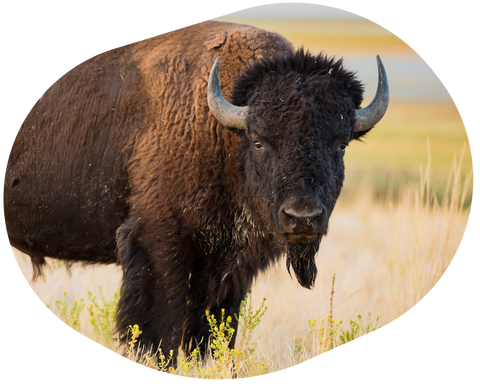 Track a Bison
