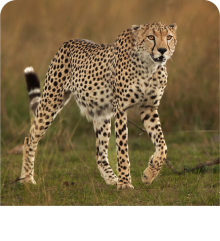 Background image of Cheetahs