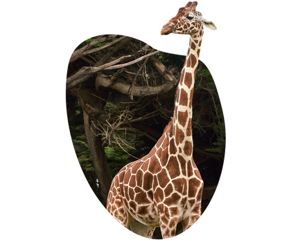 Giraffes