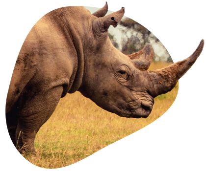 Rhinos