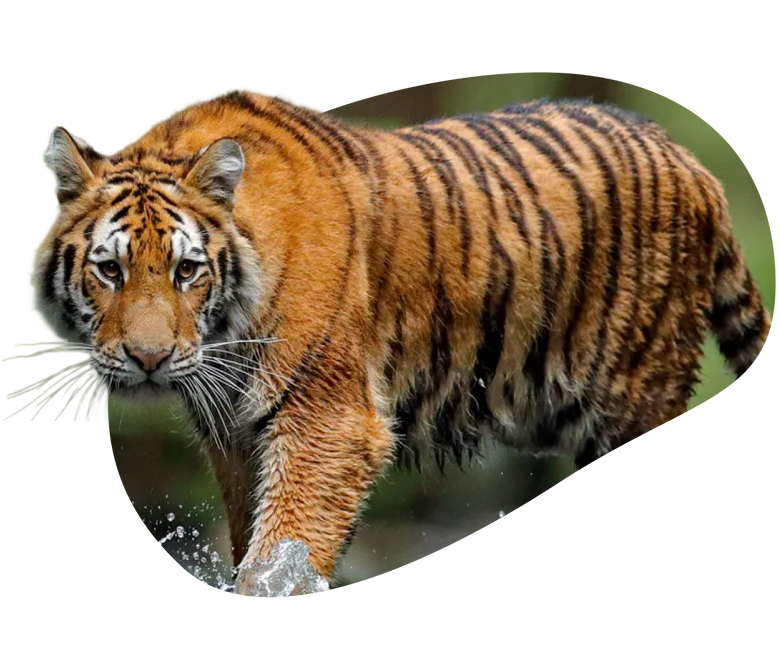 common question image