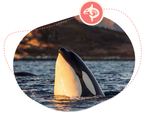 conservancy featured image