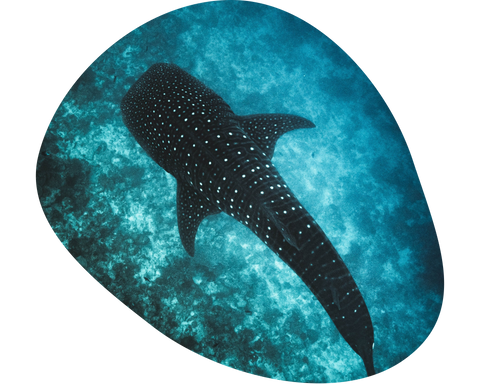 Track a Whale Shark