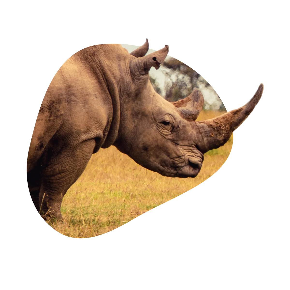 common question image