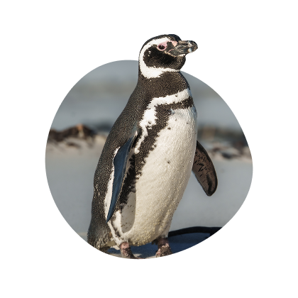 Penguins