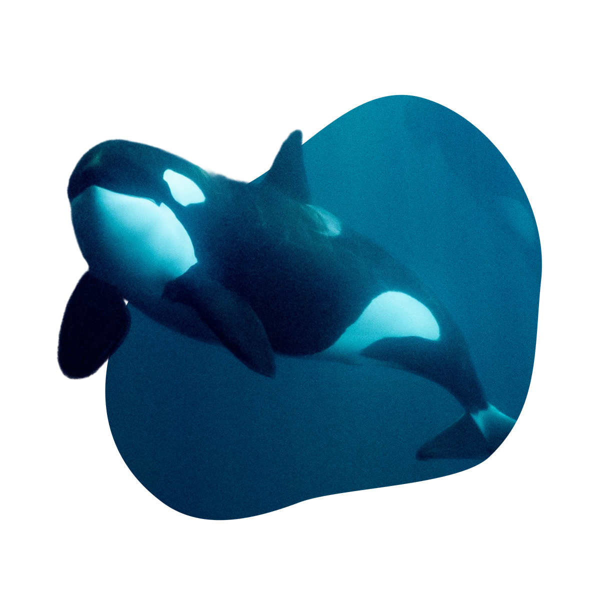 common question image