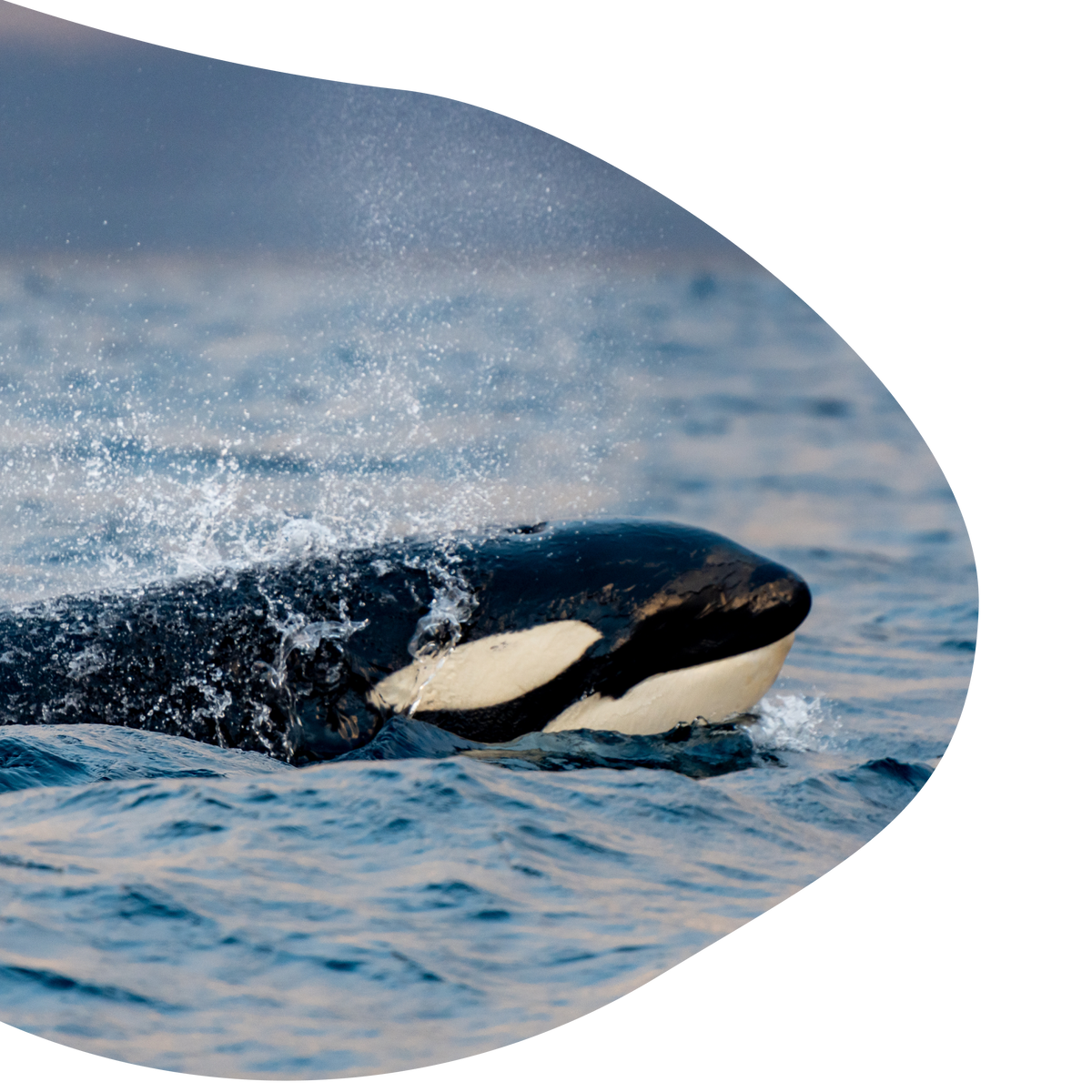 product mission left image