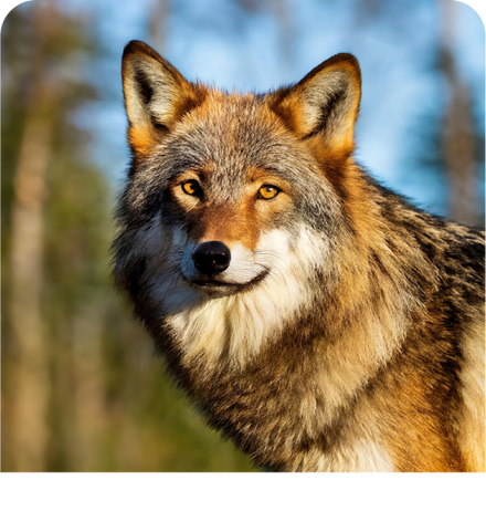 Background image of Wolves