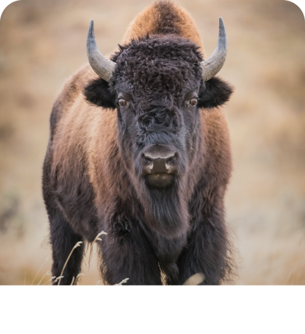 Background image of Bison