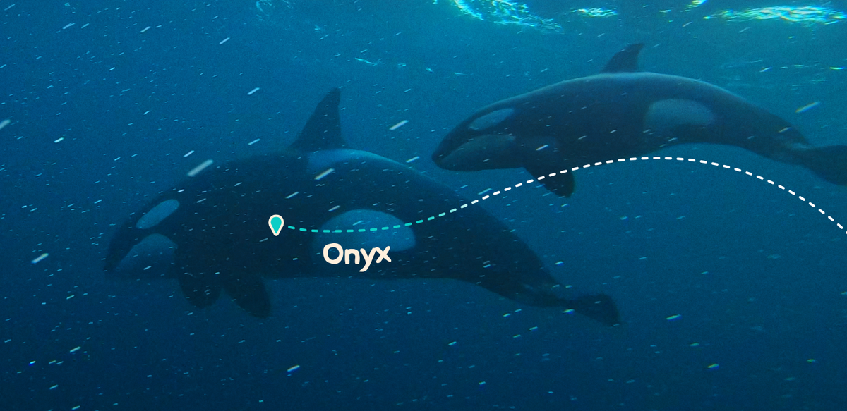 Track A Real Orca