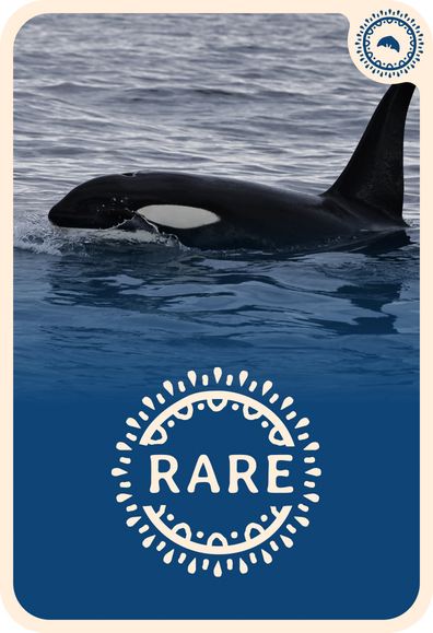 fahlo tracking card