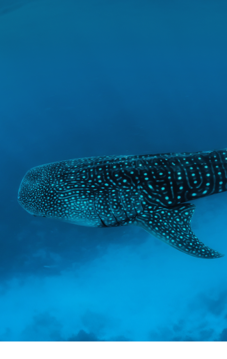 Mission Whale Shark – Fahlo