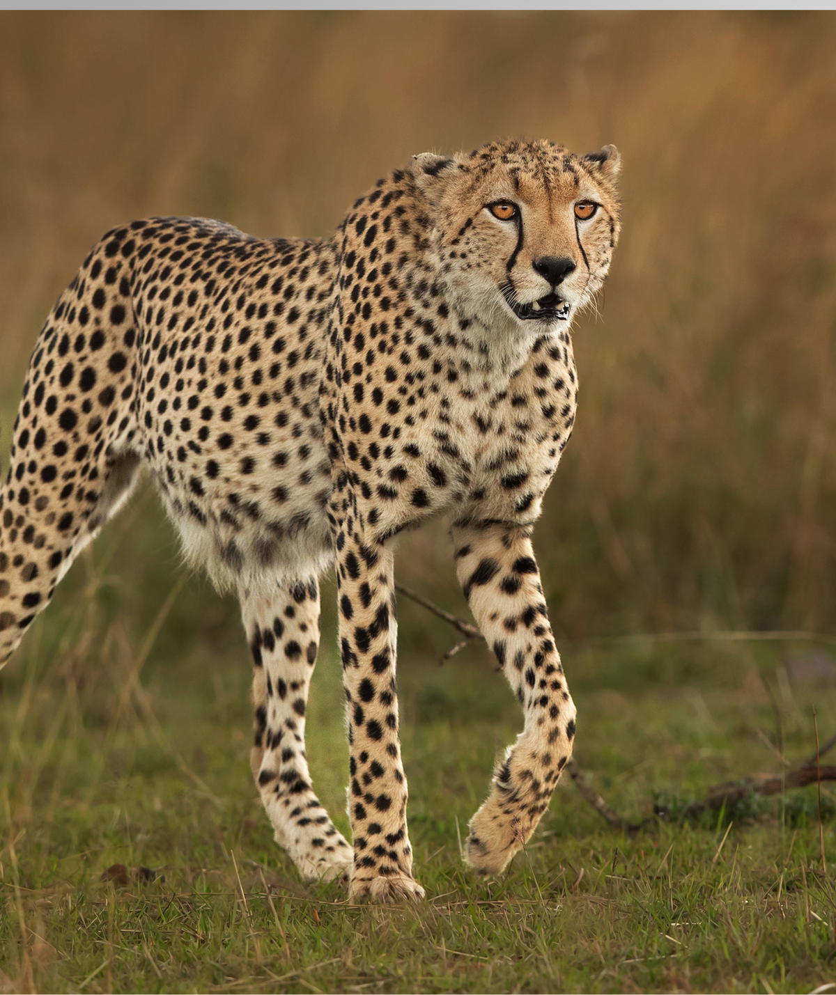the Fastest Land Mammal