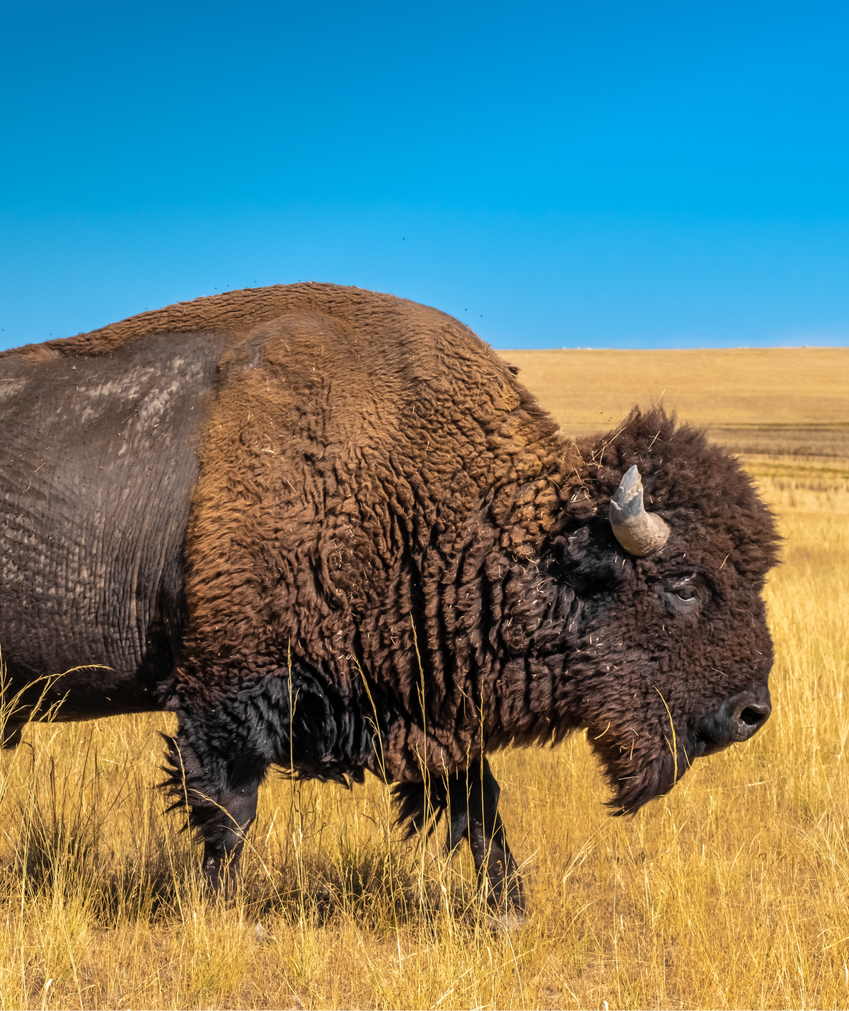 the U.S. National Mammal