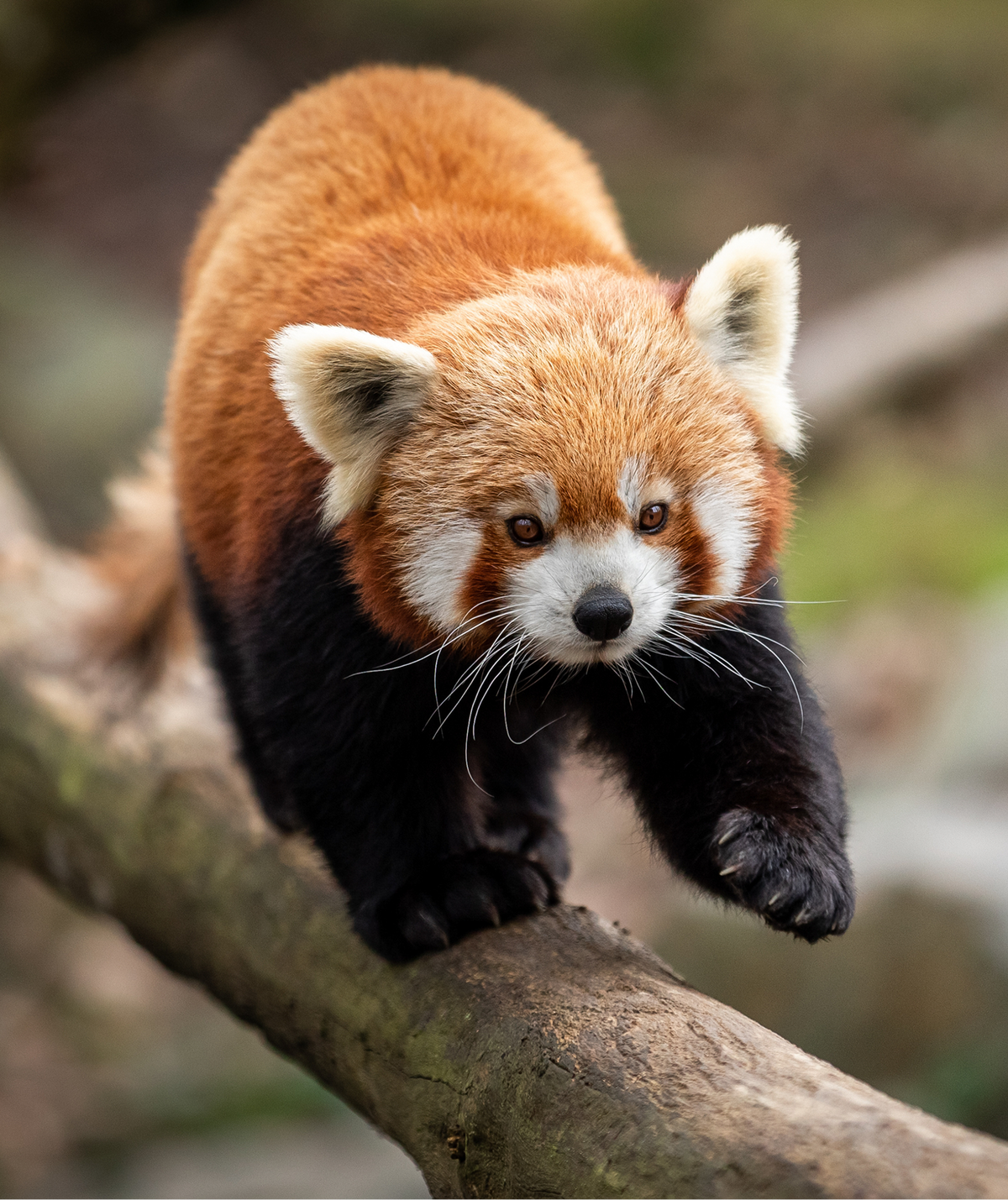 the Original Panda