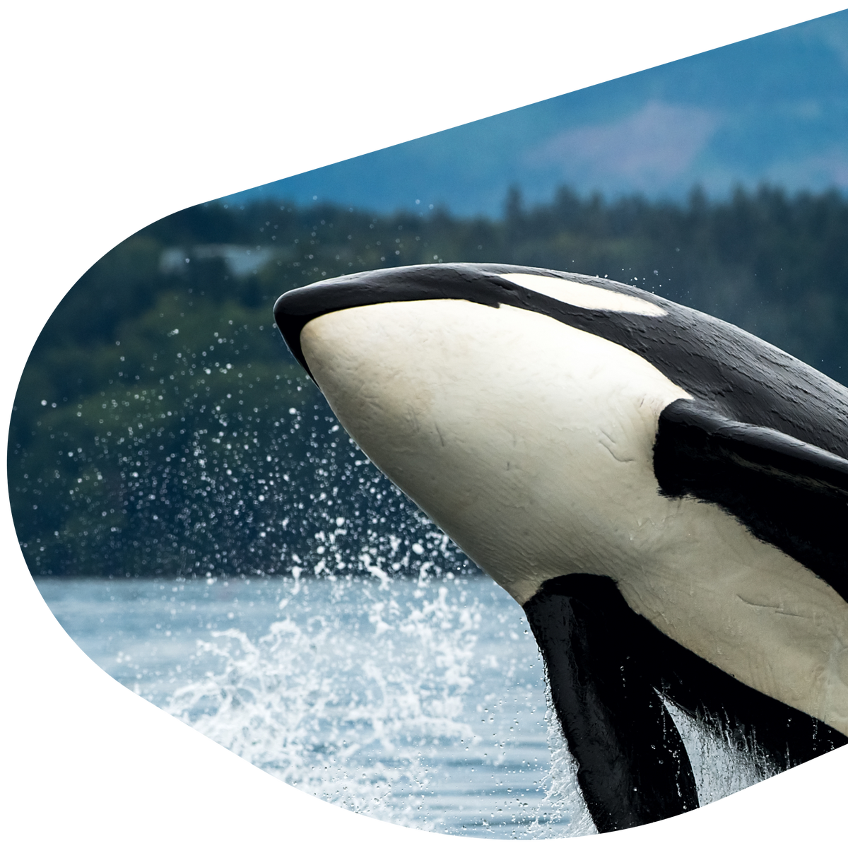 product mission right image