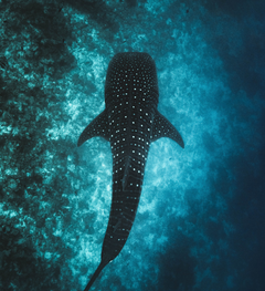 Background image of Whale Shark