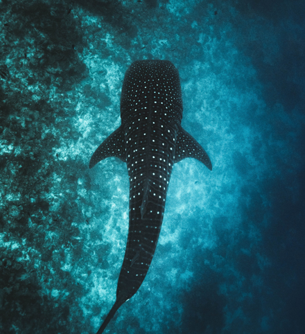 Background image of Whale Sharks