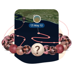 The Mystery Bracelet - Wild Rose