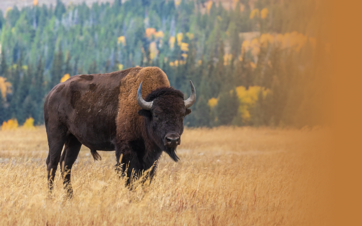 Bison