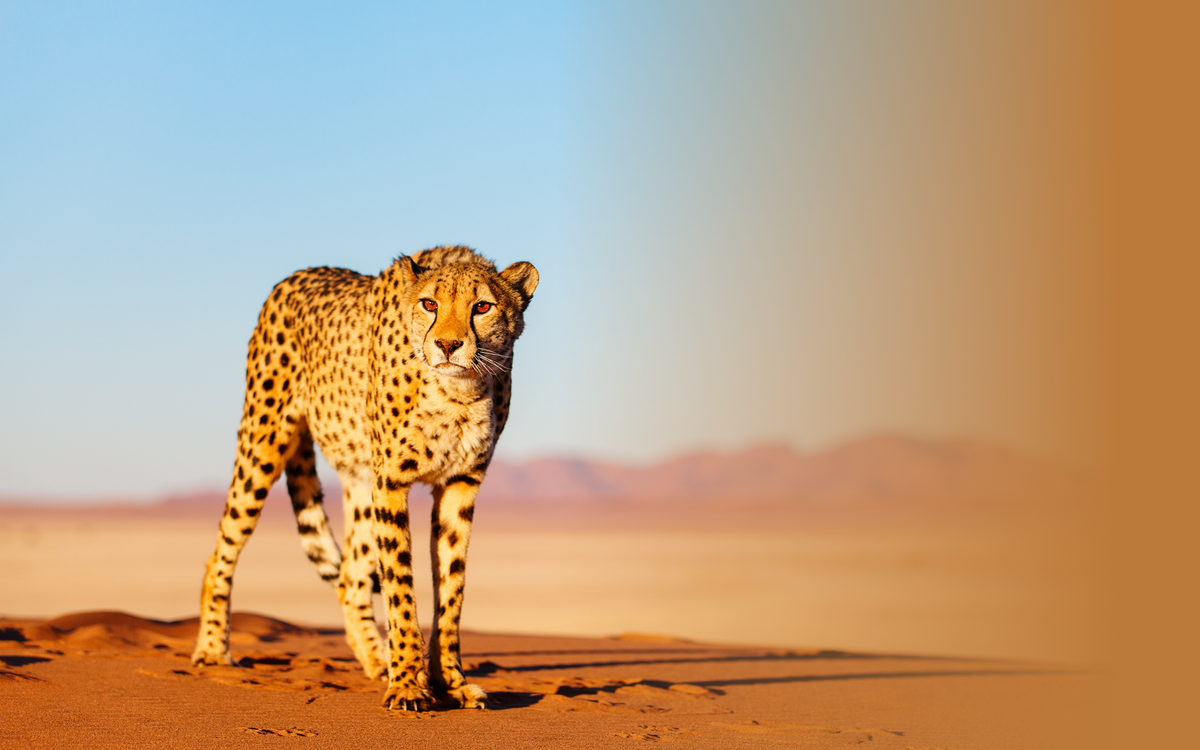 Cheetah