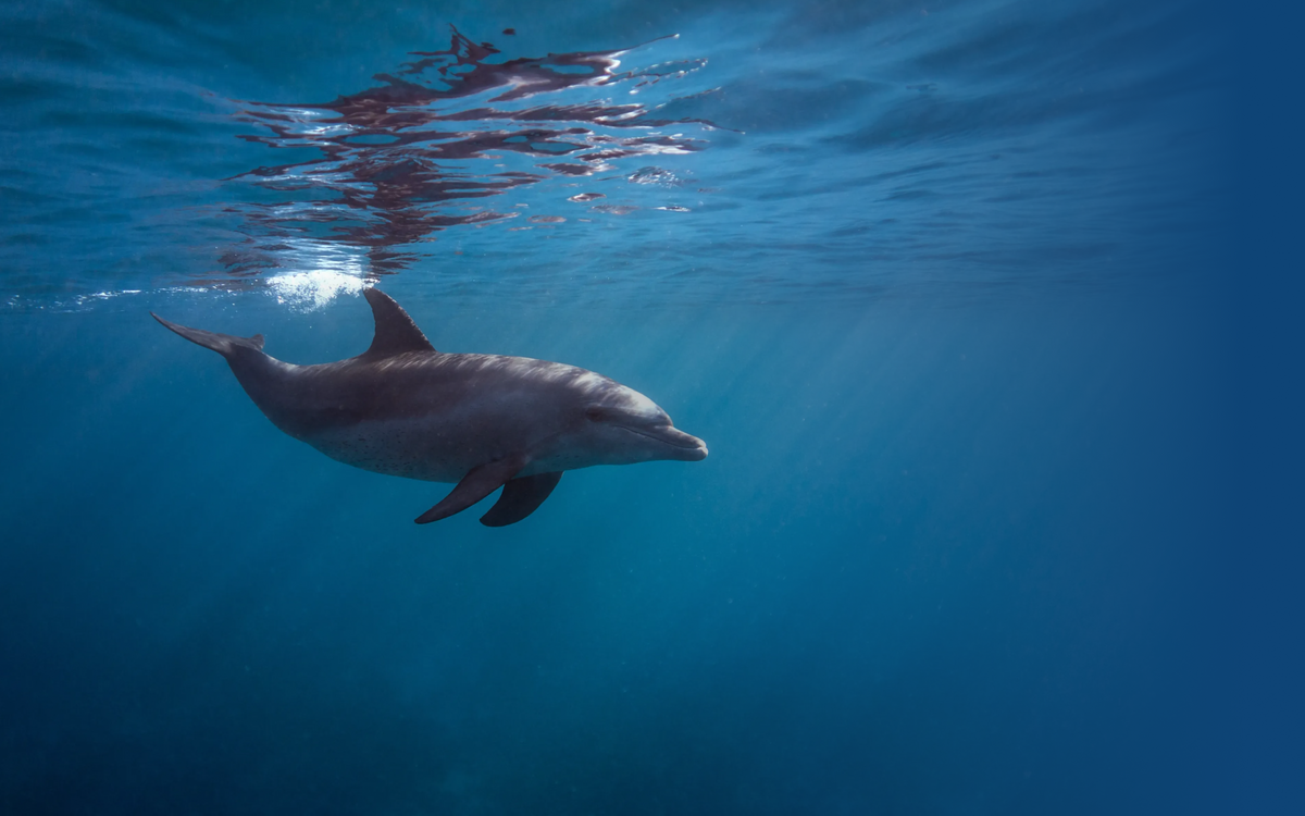 Dolphin