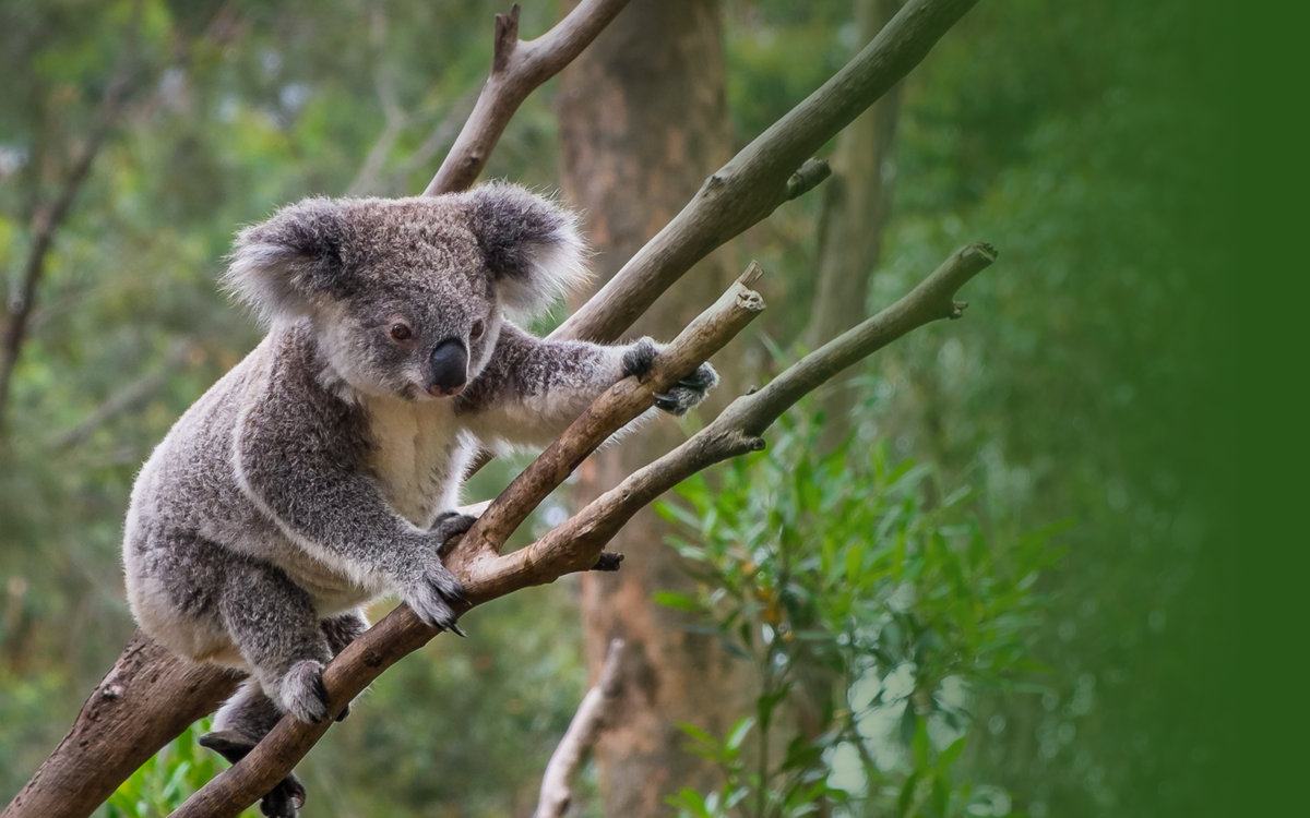 Koala