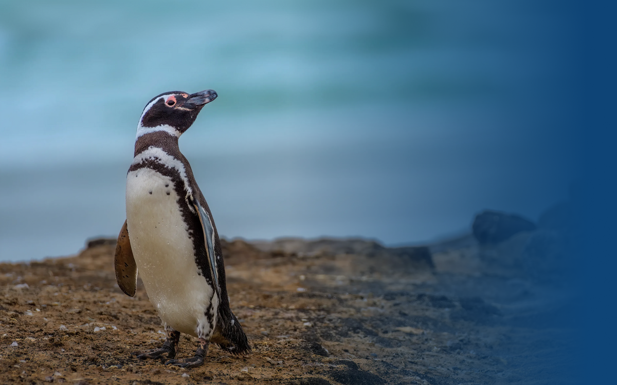 Penguin