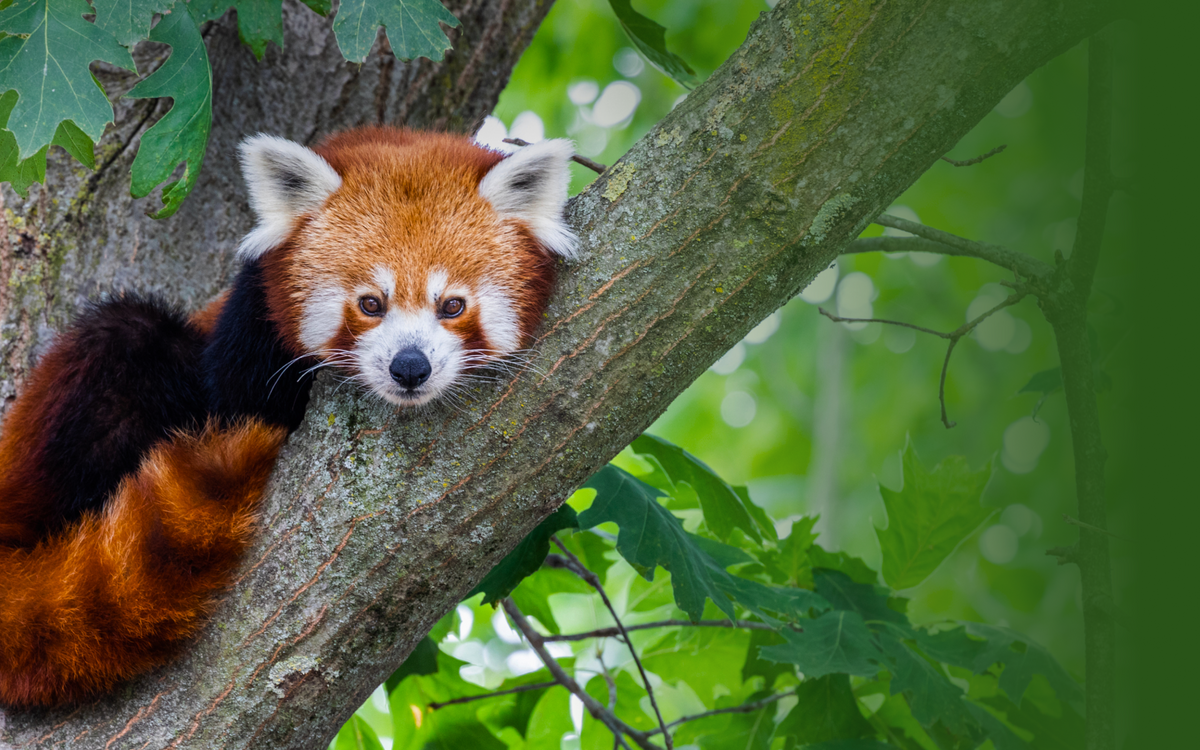 Red Panda