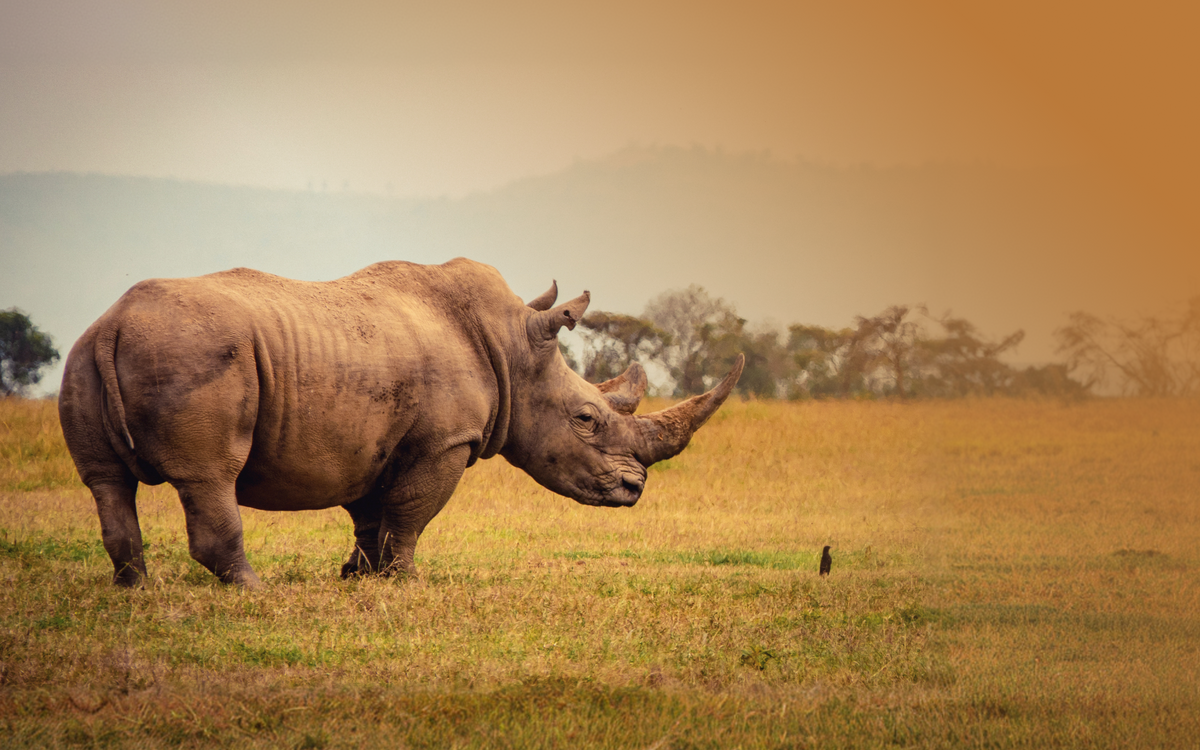 Rhino