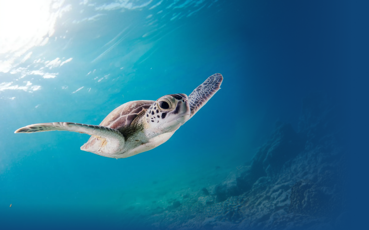 Sea Turtle