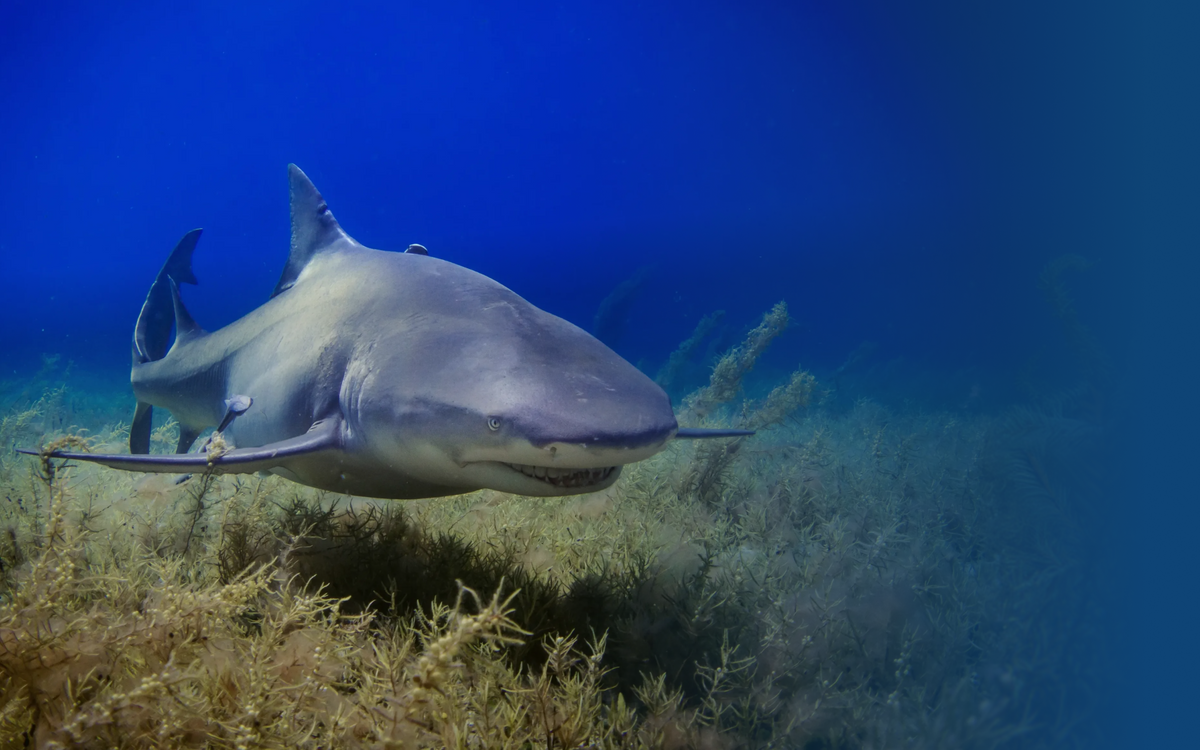 Shark