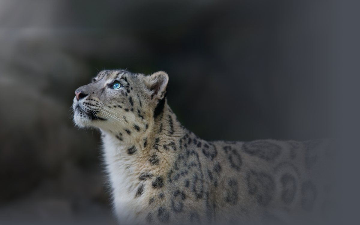 Snow Leopard