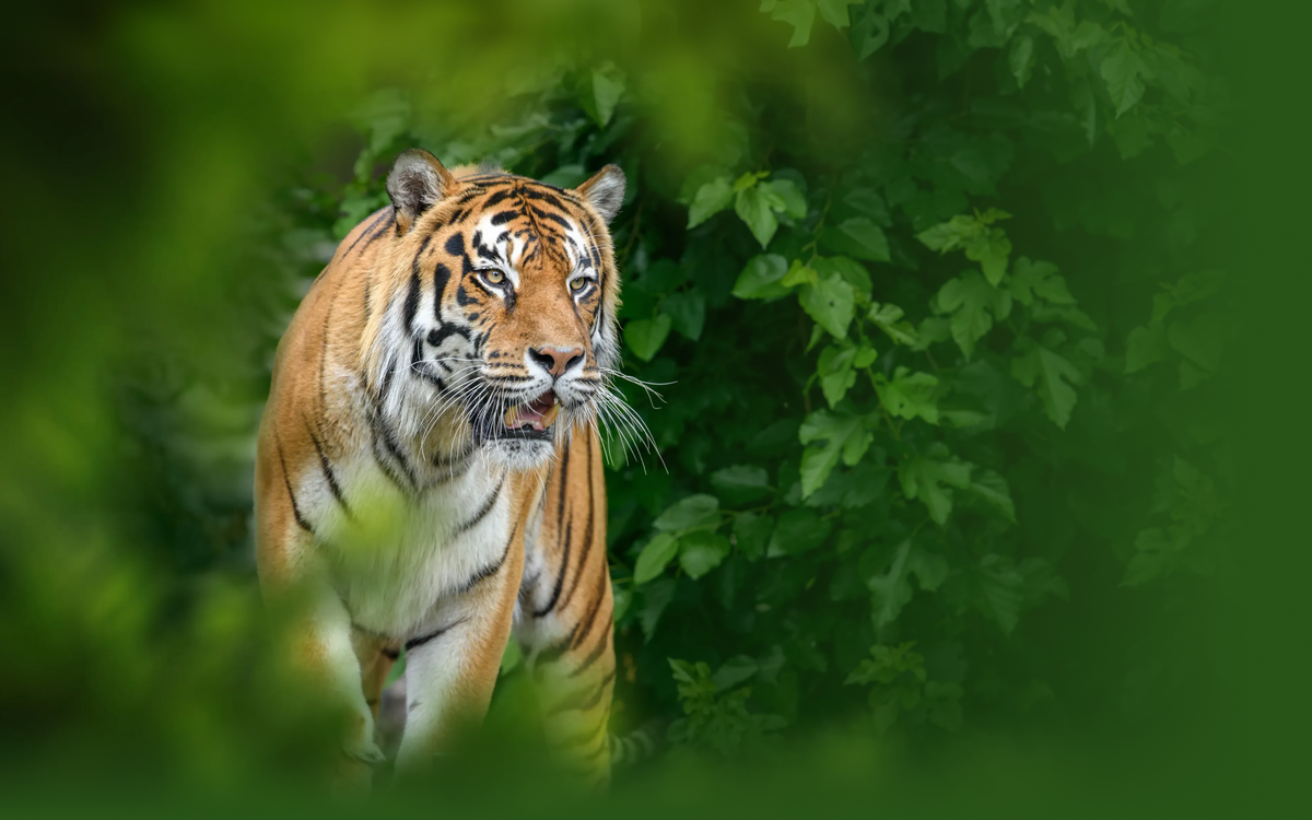 Tiger