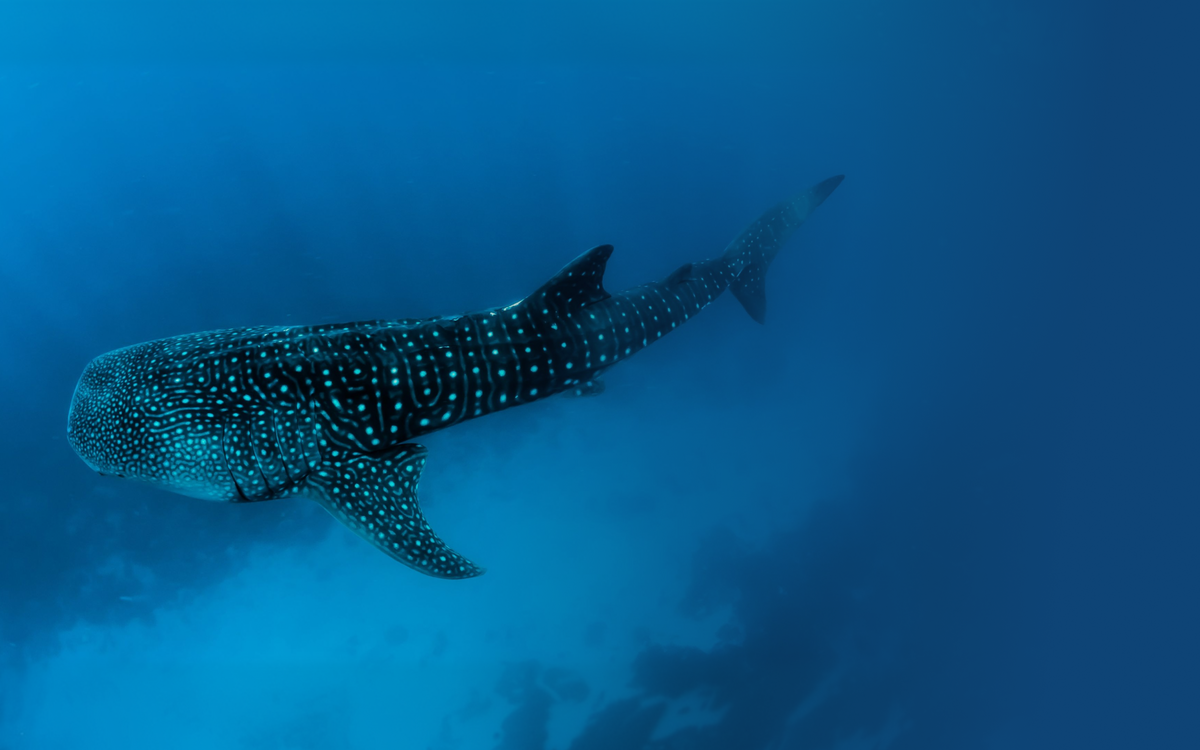 Whale Shark