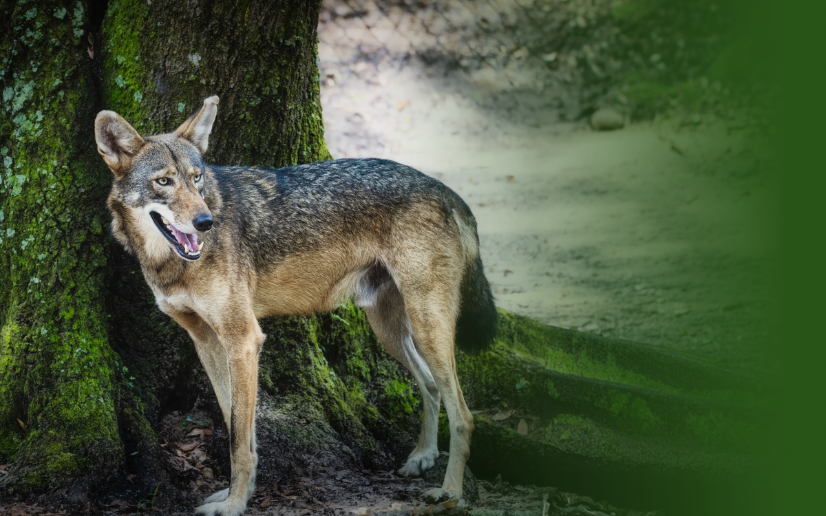 Wolf