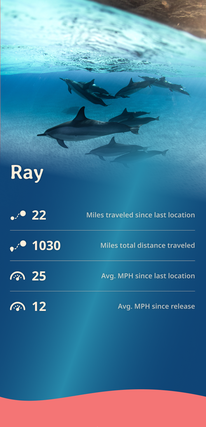 dolphin app about content body image